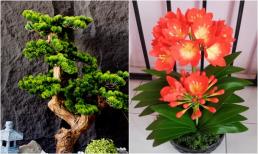 Loài cây 'dễ chiều' hơn kim tiền 100 lần, trồng đâu xanh đó, may mắn, tài lộc thi nhau kéo đến