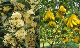 Người giàu thích trồng 5 loại cây 'hút của', nhà có một cây cũng thấy tài lộc, phúc khí ùa vào