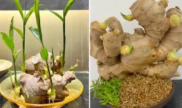 Đặt củ này trên bàn ngang Thần Tài trấn giữ, gọi mời may mắn, kéo tiền bạc về không ngớt