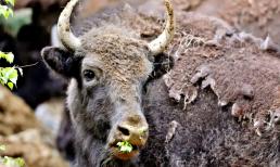 Loài thú hoang đã tuyệt chủng một thế kỷ bỗng 'hồi sinh' 