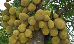 Trong phong thủy có 3 loại cây ví như 'két sắt giữ lộc' của gia đình, chặt đi là mất hết!