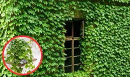 10 cây cảnh được NASA chứng nhận giúp thanh lọc không khí trong nhà, tốt cho sức khỏe