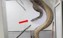 Con trăn khổng lồ nặng 60kg đột nhập vào nhà dân bị bắt sống