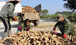 Loại củ ví như 'vàng trắng' dưới lòng đất, được Việt Nam tăng mua 9 triệu tấn từ Campuchia