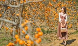 'Đà Lạt của miền Bắc' đang bước vào mùa hồng chín rực rỡ nhất trong năm, chỉ cách trung tâm Hà Nội 200km