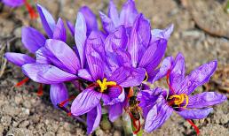 Việt Nam trồng thành công loại đặc sản đắt đỏ bậc nhất thế giới, giá chạm mức 450 triệu đồng/kg, rất tốt cho sức khỏe