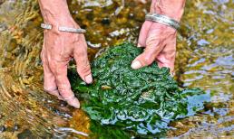 'Lộc trời' mỗi năm xuất hiện một lần, dân rủ nhau đi vớt về bán, thành đặc sản lạ giá 35.000 đồng/kg