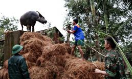 Giải cứu thành công chú trâu mắc kẹt gần 1 tuần trên mái nhà: 'Biết trâu còn sống, tôi mừng rơi nước mắt'