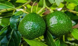 Loại quả trồng đầy ở Việt Nam được kỷ lục Guinness công nhận là 'trái cây giàu năng lượng nhất thế giới'