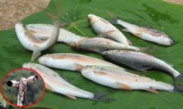 Loài cá được gọi là 'lộc suối' tại Nghệ An, người dân lắp camera giám sát 24/24h, cả làng canh giữ