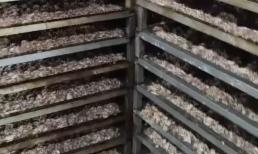 Vụ chân gà, vịt bốc mùi hôi thối 'nửa làng' bước vào là buồn nôn ở Bắc Ninh, lãnh đạo xã nói gì?