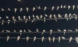 Tại sao hàng nghìn con chim én đậu chằng chịt trên dây điện ở Cần Thơ?