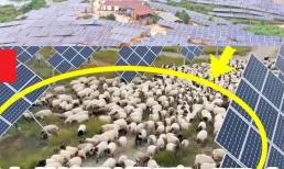 Trung Quốc từng lùa 5.000 con cừu vào nhà máy điện, cừu đã giải quyết được hai vấn đề toàn cầu lớn?