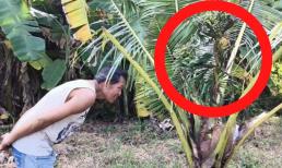 Cây dừa bỗng có hiện tượng kỳ quái, người dân ùn ùn kéo đến xem, còn thắp hương khấn vái