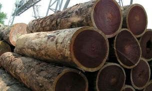 Loại cây cứng nhất thế giới, là 'Vua của các loại gỗ': Cứng gấp 2 lần thép, đạn bắn không thủng, có thể thay thế kim loại