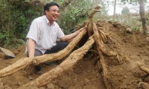 Nông dân Hải Phòng thu 3,6 tỷ đồng/năm nhờ biến loài cây mọc dại thành ‘vàng trắng’
