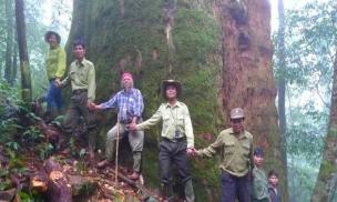 Việt Nam sở hữu loại cây gỗ quý được mệnh danh là 'báu vật' 2.000 năm tuổi, cao hơn 70m, phải 20 người ôm mới xuể