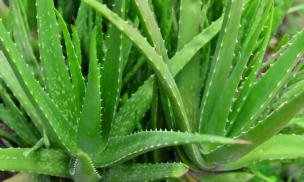 Loại cây cảnh được xem như 'báu vật xanh', trồng 1 cây trong nhà giúp thanh lọc năng lượng xấu, mang lại thịnh vượng