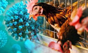 Cảnh báo: Thế giới có thể sắp đối mặt đại dịch mới, loại virus ít được chú ý