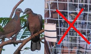 Chim cu ngói không phải loài quý hiếm, tại sao tàng trữ lại bị phạt?