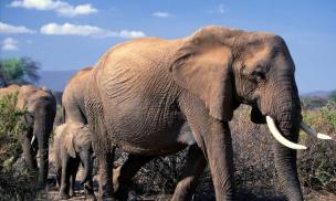 Voi cho sản lượng thịt nhiều gấp 20 lần lợn, vậy tại sao con người không nuôi voi để ăn?