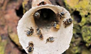 Nuôi loài chăm chỉ nhất nhì thế giới, nghe tên là 'ngượng đỏ mặt', anh nông dân hái 'vàng lỏng' thu lãi đậm