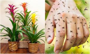 Cảnh giác: 5 loại cây quen thuộc có thể biến nhà bạn thành 'ổ muỗi' mà không hề hay biết