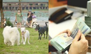 Chính thức: Từ tháng 12/2025, thả rông động vật nuôi ở nơi công cộng bị phạt gấp 3 lần