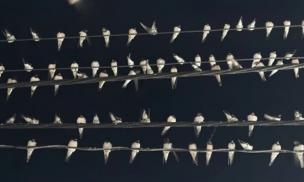 Tại sao hàng nghìn con chim én đậu chằng chịt trên dây điện ở Cần Thơ?