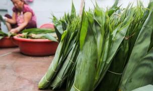 Việt Nam sở hữu loại lá từng là thứ bỏ đi, 'cho không ai lấy', nay được bao tiêu, giúp dân thu tiền tỷ mỗi năm