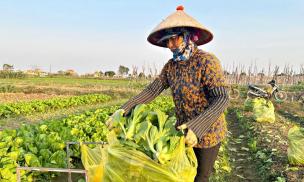 Vừa vào vụ Đông chưa lâu, nông dân Ninh Bình đã lãi đậm, giá bán rau tăng gấp 4-5 lần, ra đến đâu bán hết đến đó