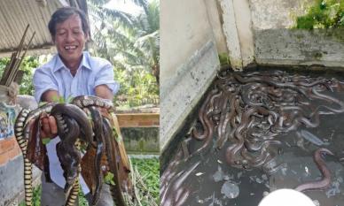 Nông dân Sóc Trăng nuôi hai con đặc sản trườn bò 'ở chung nhà', chả thấy 'cãi nhau' lại còn đem tiền về