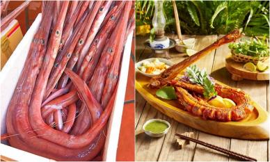 Thứ cá đỏ au, mỏ dài như ống hút trở thành đặc sản khiến du khách đổ xô tìm mua, giá bán lên đến gần 400.000 đồng/kg