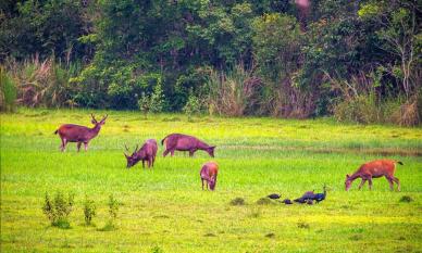 Một Vườn Quốc gia của Việt Nam vừa được tôn vinh trên bản đồ du lịch sinh thái quốc tế