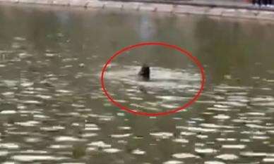 Đã xác định danh tính và nguyên nhân cô gái tử vong ở hồ Hoàn Kiếm, người thân tiết lộ thêm thông tin