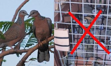 Chim cu ngói không phải loài quý hiếm, tại sao tàng trữ lại bị phạt?