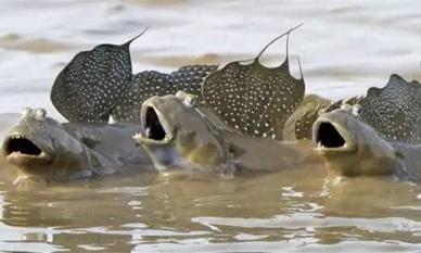 Cá thòi lòi vốn sống tầng đáy dưới nước, tại sao giờ phải ngoi lên cạn sống? Điều gì đã gây ra hiện tượng đáng kinh ngạc này?