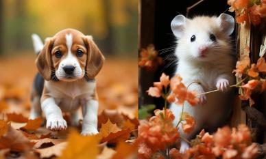 Tử vi ngày 1/11/2025 của 12 con giáp: Tuổi Tý sự nghiệp thăng tiến, Tuất mối quan hệ xã giao không tốt đẹp