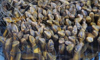 Loài cá được ví là “nhân sâm dưới nước”: Nuôi ở nơi đặc biệt tại Việt Nam, cả Trung Quốc, Nhật Bản và Mỹ đều tranh mua