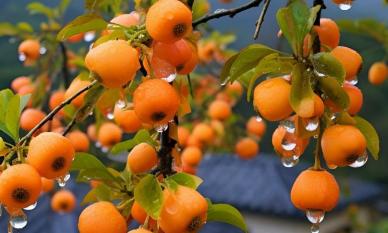 Người xưa có câu: 'Nếu ngày 15 tháng 9 mà trời nắng thì ngay cả góa phụ cũng lo lắng'. Vậy hôm nay, ngày 15 tháng 9 trời nắng thì có nghĩa là gì?