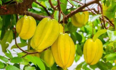 'Có nên trồng cây khế trước nhà không? Mệnh nào nên trồng?': Tổ Tiên căn dặn thế nào về điều này?