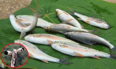 Loài cá được gọi là 'lộc suối' tại Nghệ An, người dân lắp camera giám sát 24/24h, cả làng canh giữ