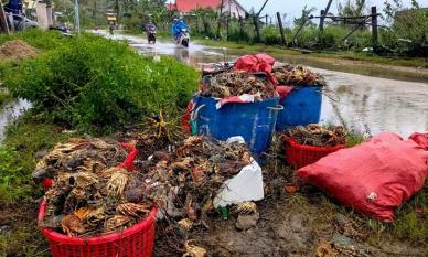 Sau lũ, tôm hùm tại Đắk Lắk chết sạch, chất đống bốc mùi hôi thối 