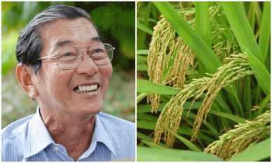 Chuyện gì xảy ra giữa ruộng lúa khiến 'cha đẻ' lúa ST25 phải thốt lên 'kỳ tích thiên nhiên'?