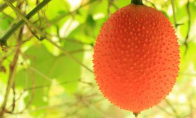 Loại quả Việt Nam được ví như 'báu vật từ thiên đường', không chỉ có khả năng chống ung thư mà còn nhiều lợi ích tuyệt vời khác