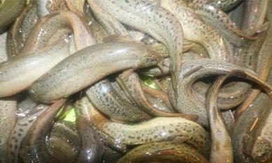 Loại cá đại bổ, được ví là 'sâm nước' tại Việt Nam: Thịt ngọt như mì chính, cực tốt cho nam giới