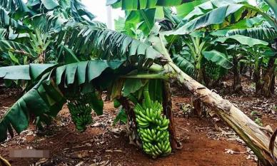 Tại sao cây chuối lại bị chặt bỏ sau khi thu hoạch quả?