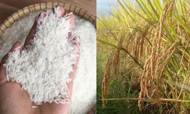 Việt Nam có một sản vật nông nghiệp ba lần làm nên kỳ tích Top 1 ngon nhất thế giới