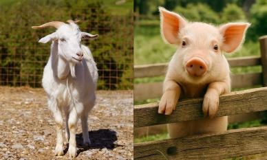 Tử vi ngày 3/12/2025 của 12 con giáp: Tuổi Hợi gặp nhiều may mắn, Mùi sự nghiệp rất kém