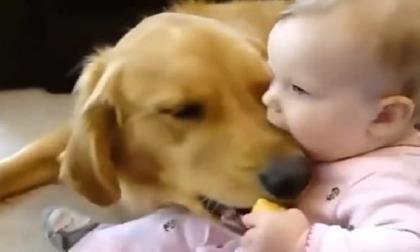 Chú chó vồ lấy giành đồ chơi và bị em bé cắn, nhưng rồi bé bất ngờ la hét khiến cả nhà chết lặng!